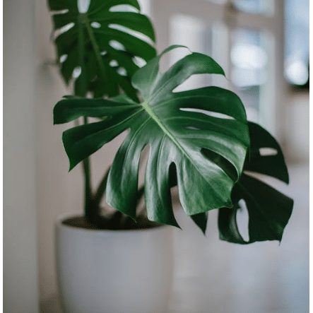 indoor air quality system in Puyallup